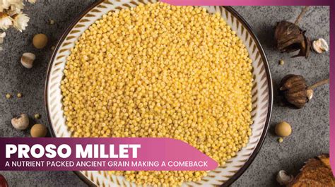 hd porso|Proso Millet: A Forgotten Indian Millet With ...